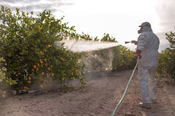 Best Pest Prevention Services  in Patchogue, NY